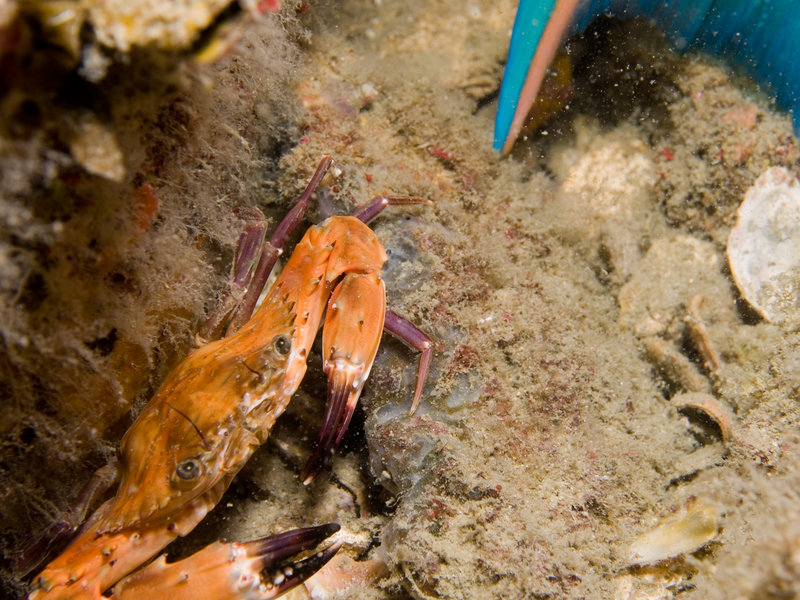 Crab